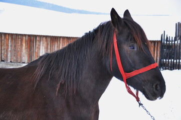  heavy horse from Romania,Bistrita