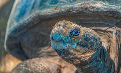 Obraz premium The curious Floreana giant tortoise