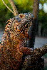 Close up-macro orange iguana reptile animal