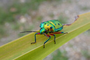 カラフルな昆虫