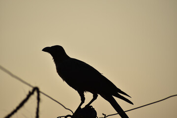 bird on a branch