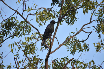 crow on tree