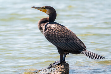 Great cormorant, Phalacrocorax carbo, standing on a stone on the sea shore.