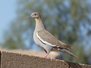 Dove on a brick wall