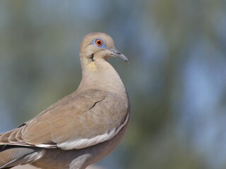 close up of a dove