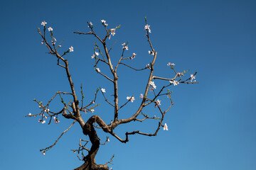 The beautiful peach blossoms are blooming on the twisted branches