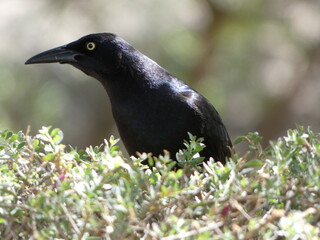 grackle in a bush