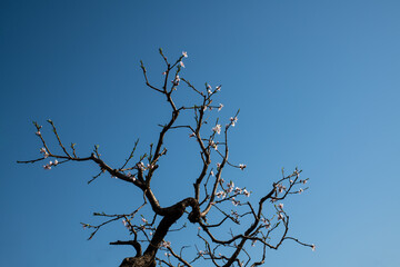 The trees were covered with pink peach blossoms