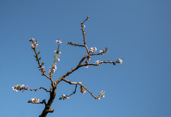 branches against blue sky