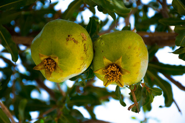 Pomegranate