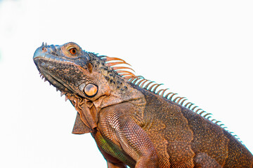 Close up-macro orange iguana reptile animal isolated white background