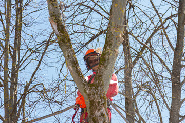 A logger saws a tree. Lumberjack lifting machine. Tree Surgeon