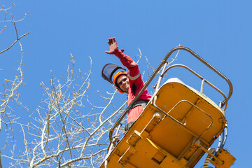 A logger saws a tree. Lumberjack lifting machine. Tree Surgeon