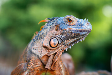 Close up-macro orange iguana reptile animal