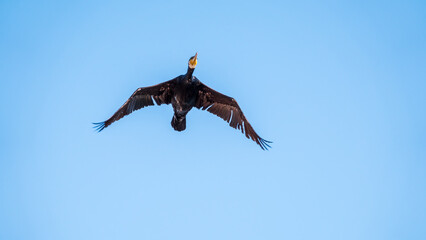 Black Cormorant flying in blue sky. The great cormorant, Phalacrocorax carbo