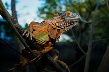 Close up-macro orange iguana reptile animal