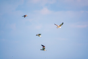 Four sea gulls fly in the clear blue sky