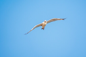 Obraz premium The European herring gull, Larus argentatus, flying in the clear blue sky.