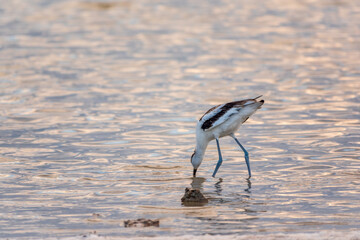 Water bird pied avocet, Recurvirostra avosetta, feeding in the lake. The pied avocet is a large...