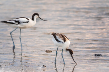 Two water birds pied avocet, Recurvirostra avosetta, feeding in the lake. The pied avocet is a large black and white wader with long, upturned beak