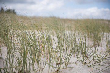 Sand grass