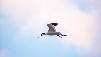 Water bird pied avocet, lat. Recurvirostra avosetta, flies over the lake. The pied avocet is a...