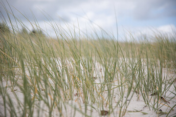 Sand grass