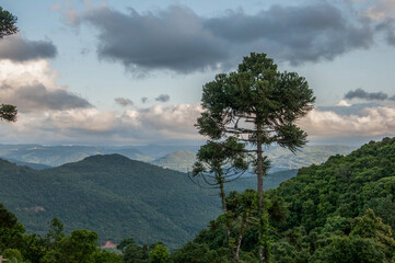 Obraz premium trees in the mountains in brazil