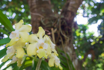 Close-up blooming yellow and white orchid ground flowers