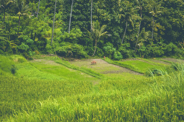 Obraz premium View Of Rice Field Valley Of Agricultural Area Which Lacks Water Underneath, Ringdikit Village, North Bali, Indonesia