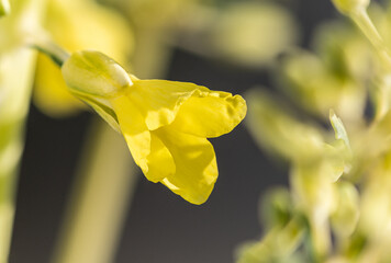 Fleurs.