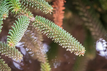 Noble or Red Fir Tree, Abies procera, with needles and cones