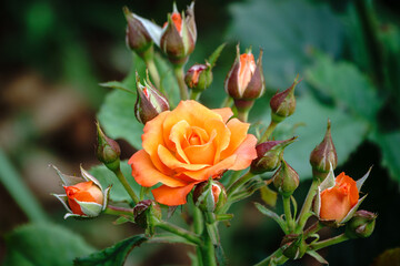 Yellow-red rose on a green blurred background.