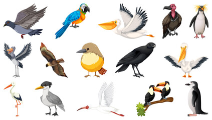 Different kinds of birds collection