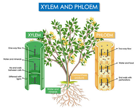 Diagram showing xylem and phloem plant