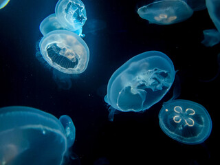 jellyfish in the water - national aquarium