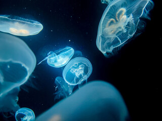 jellyfish in the water - national aquarium