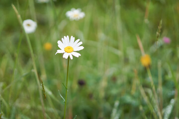 flowers in a natural park