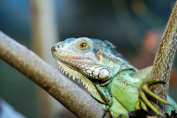 Close up portrait of a male green iguana on a tree branch