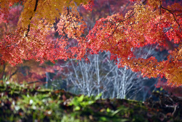 秋の三井寺　境内の紅葉　滋賀県大津市