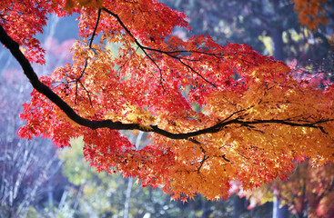 秋の三井寺　境内の紅葉　滋賀県大津市