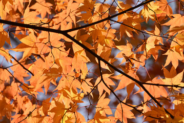 秋の三井寺　境内の紅葉　滋賀県大津市
