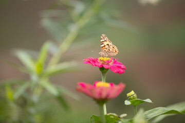 Obraz premium butterfly, insect, nature, flower, summer, macro, animal, plant, garden, wings, orange, wildlife, spring, wing, fly, flowers, beautiful, colorful, pink, yellow, color, beauty, purple, meadow, close-up