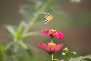 butterfly, insect, nature, flower, summer, macro, animal, plant, garden, wings, orange, wildlife, spring, wing, fly, flowers, beautiful, colorful, pink, yellow, color, beauty, purple, meadow, close-up