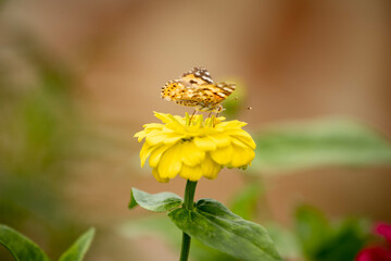 butterfly, insect, nature, flower, summer, macro, animal, plant, garden, wings, orange, wildlife, spring, wing, fly, flowers, beautiful, colorful, pink, yellow, color, beauty, purple, meadow, close-up