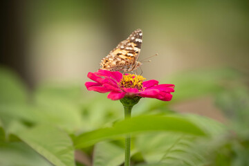 butterfly, insect, nature, flower, summer, macro, animal, plant, garden, wings, orange, wildlife, spring, wing, fly, flowers, beautiful, colorful, pink, yellow, color, beauty, purple, meadow, close-up