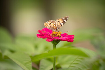 butterfly, insect, nature, flower, summer, macro, animal, plant, garden, wings, orange, wildlife, spring, wing, fly, flowers, beautiful, colorful, pink, yellow, color, beauty, purple, meadow, close-up