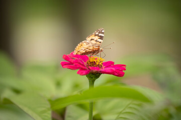 Obraz premium butterfly, insect, nature, flower, summer, macro, animal, plant, garden, wings, orange, wildlife, spring, wing, fly, flowers, beautiful, colorful, pink, yellow, color, beauty, purple, meadow, close-up