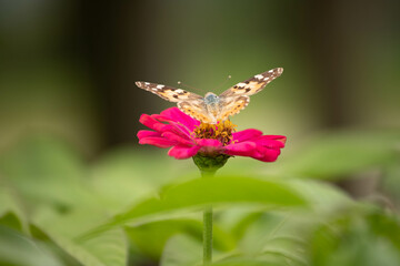 butterfly, insect, nature, flower, summer, macro, animal, plant, garden, wings, orange, wildlife, spring, wing, fly, flowers, beautiful, colorful, pink, yellow, color, beauty, purple, meadow, close-up