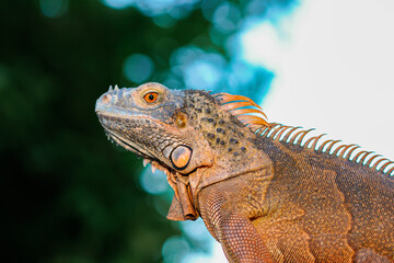 iguana on a tree